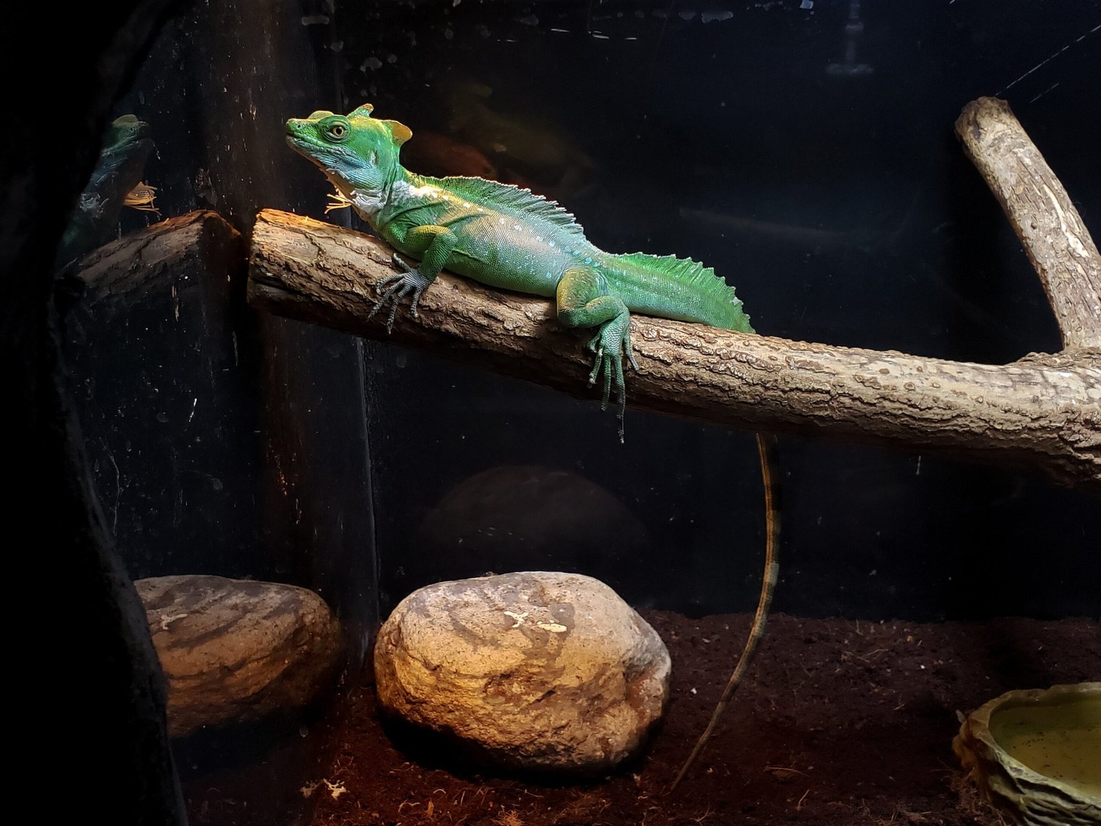 a green lizard is sitting on a branch